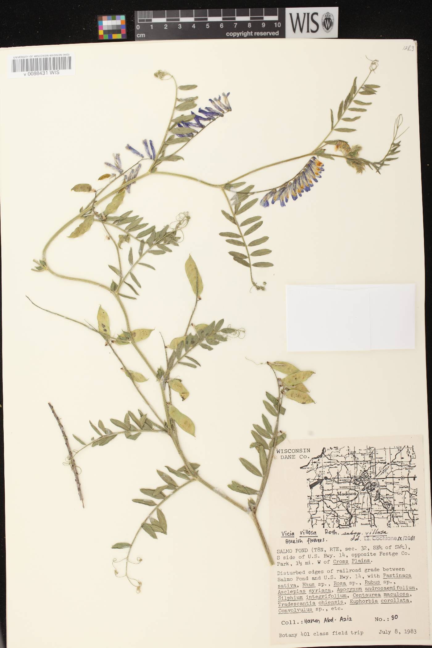 Vicia caroliniana image