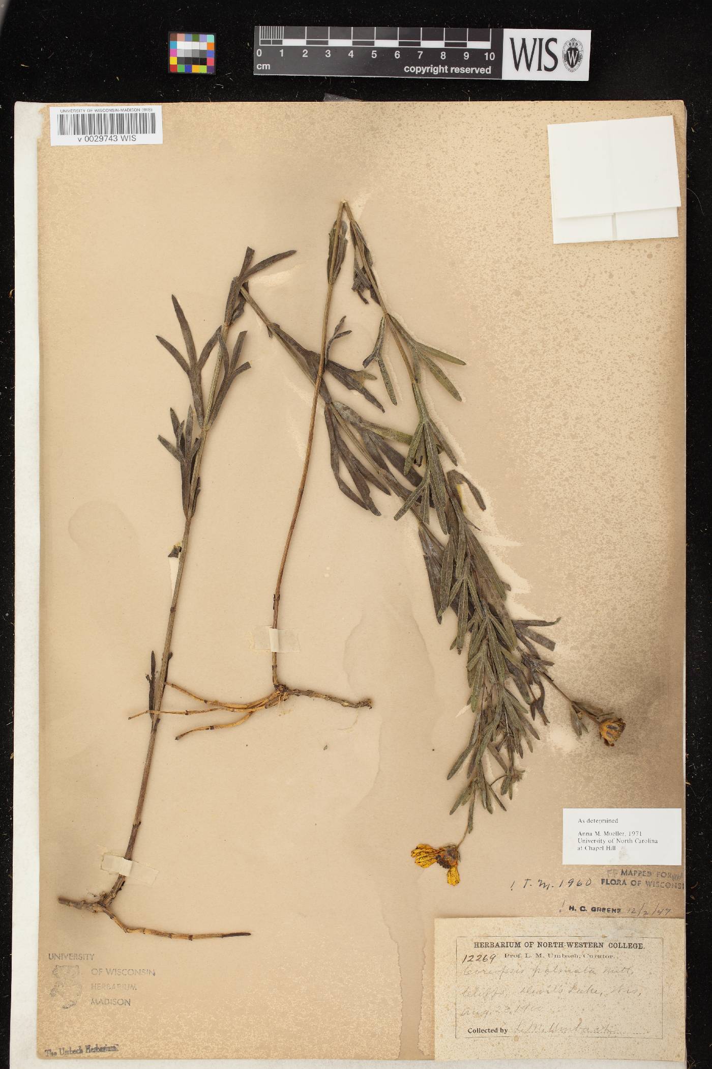 Coreopsis palmata image