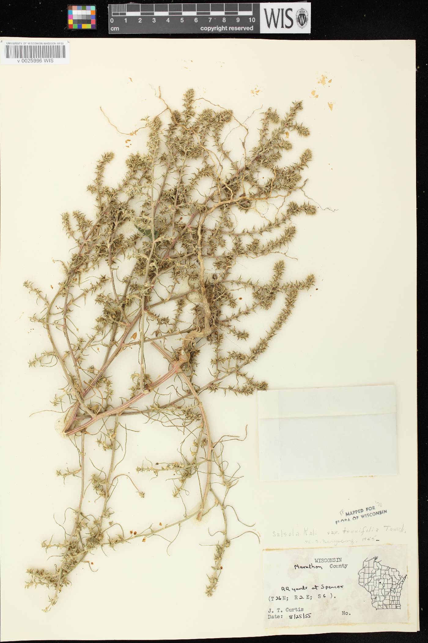 Salsola tragus image