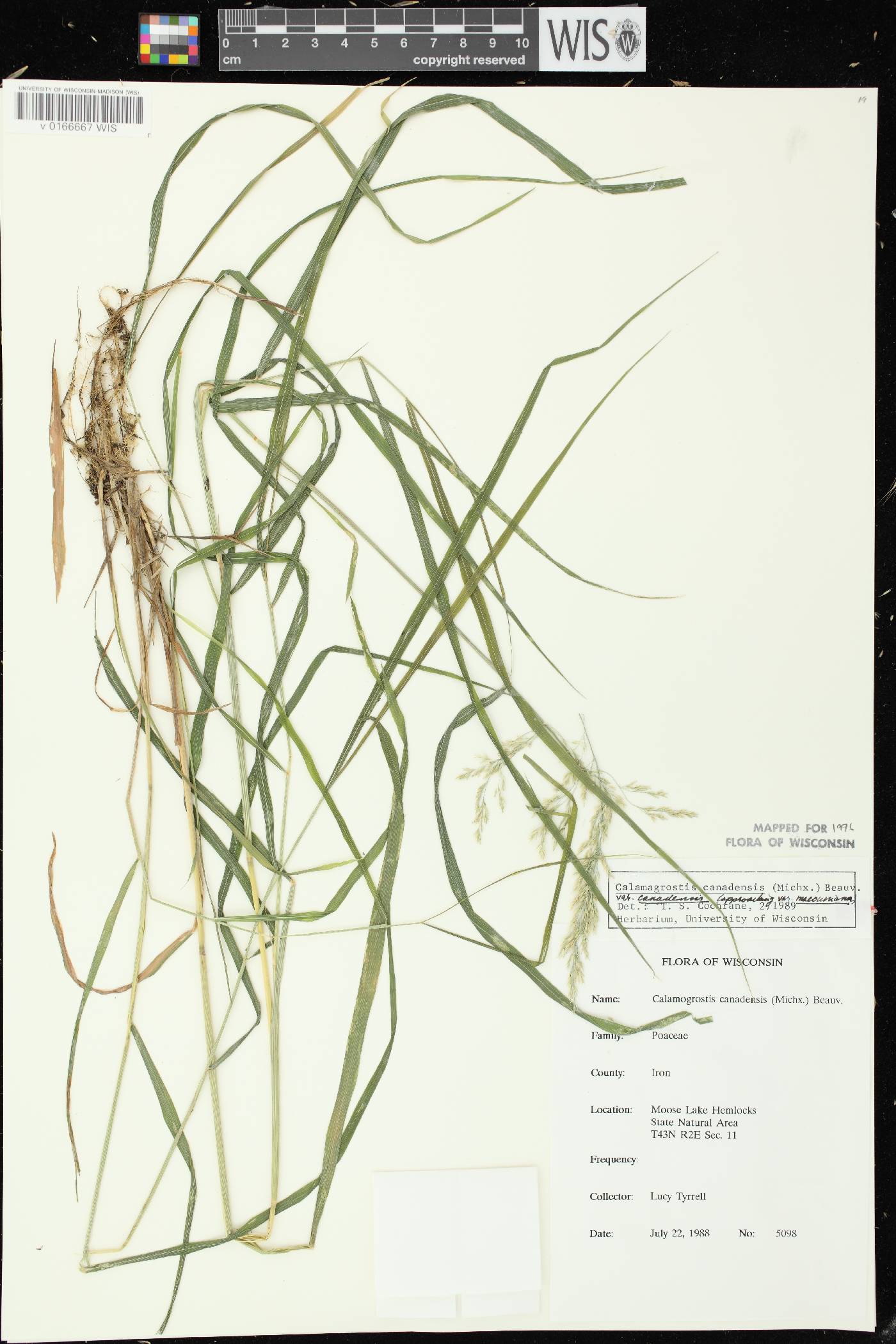 Calamagrostis canadensis var. canadensis image