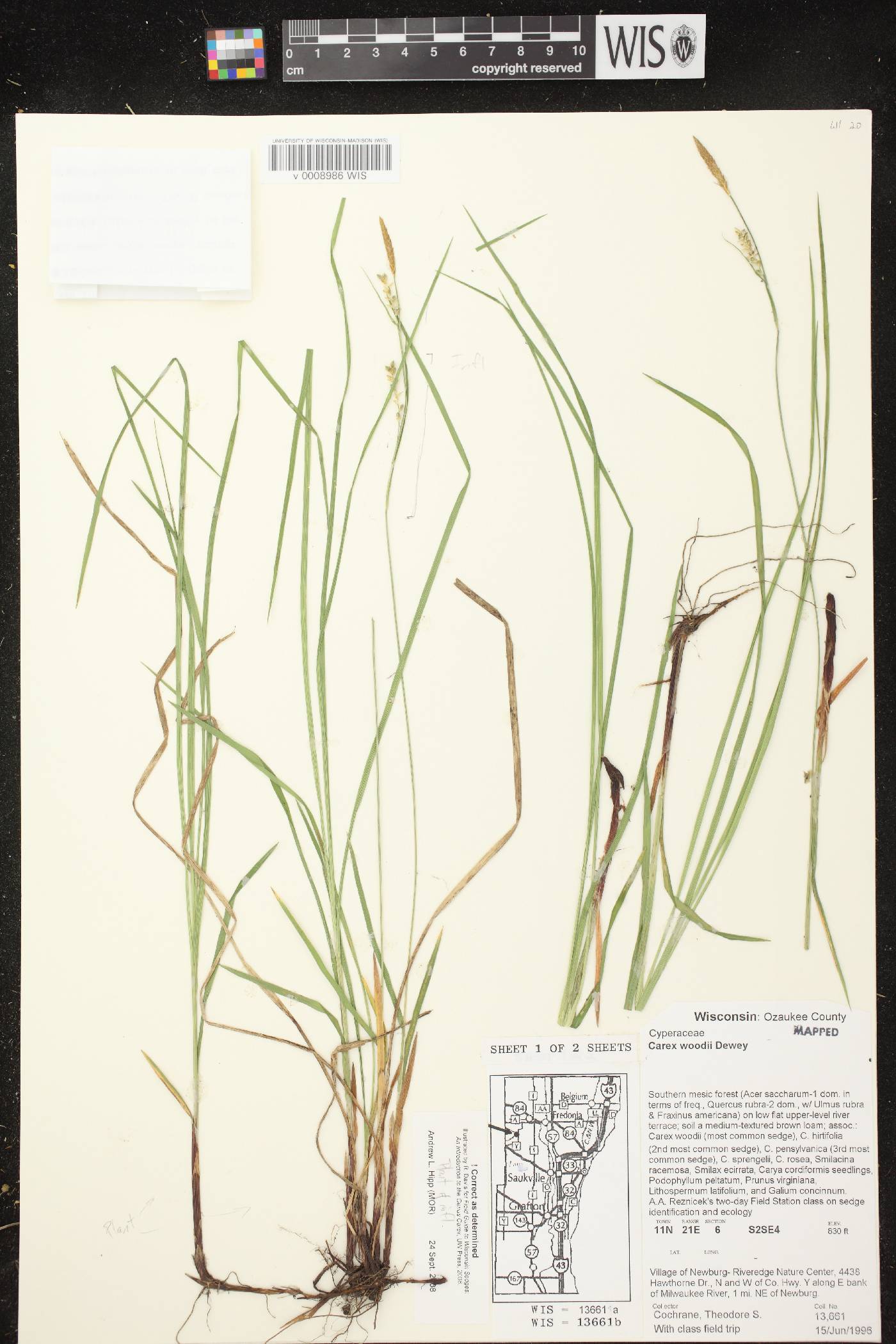 Carex woodii image