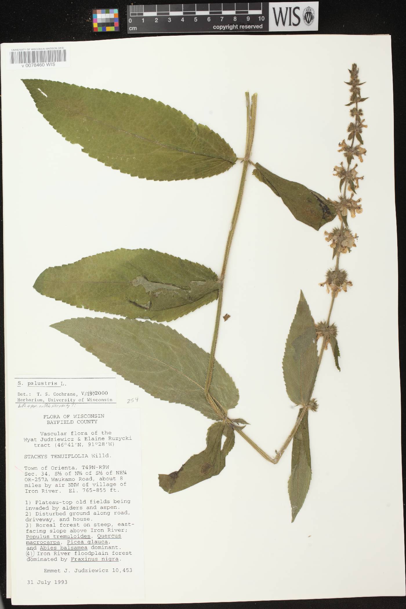 Stachys palustris image