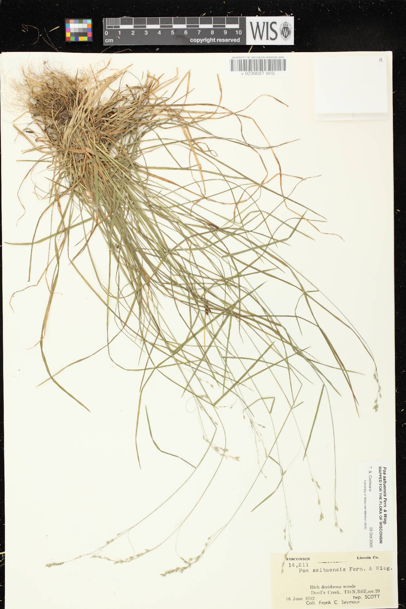 Poa saltuensis image