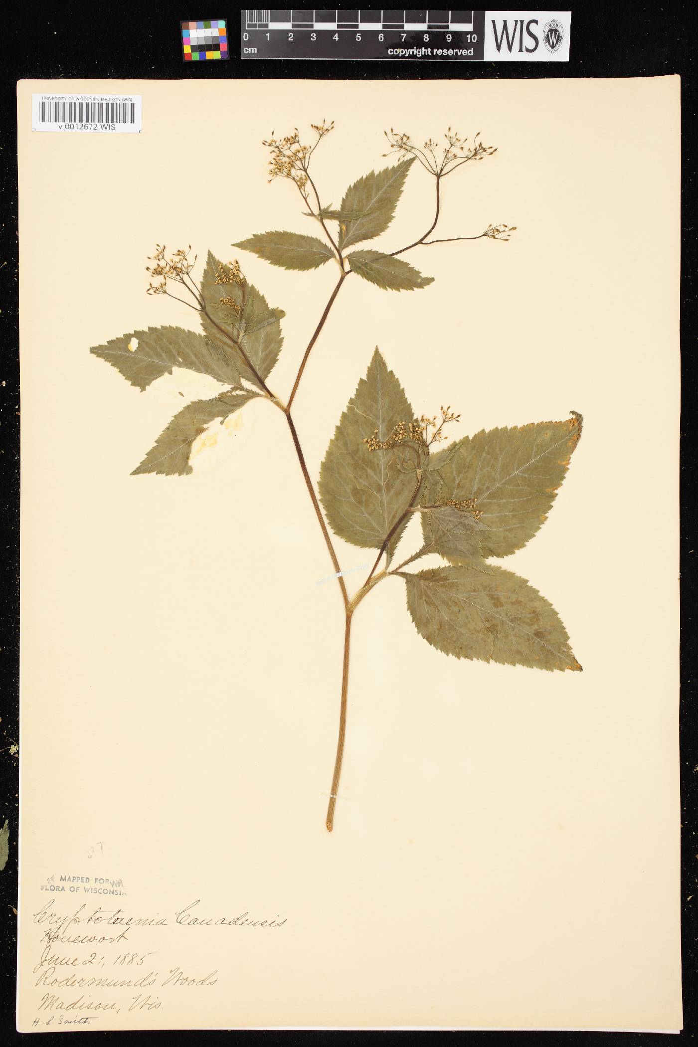 Cryptotaenia canadensis image