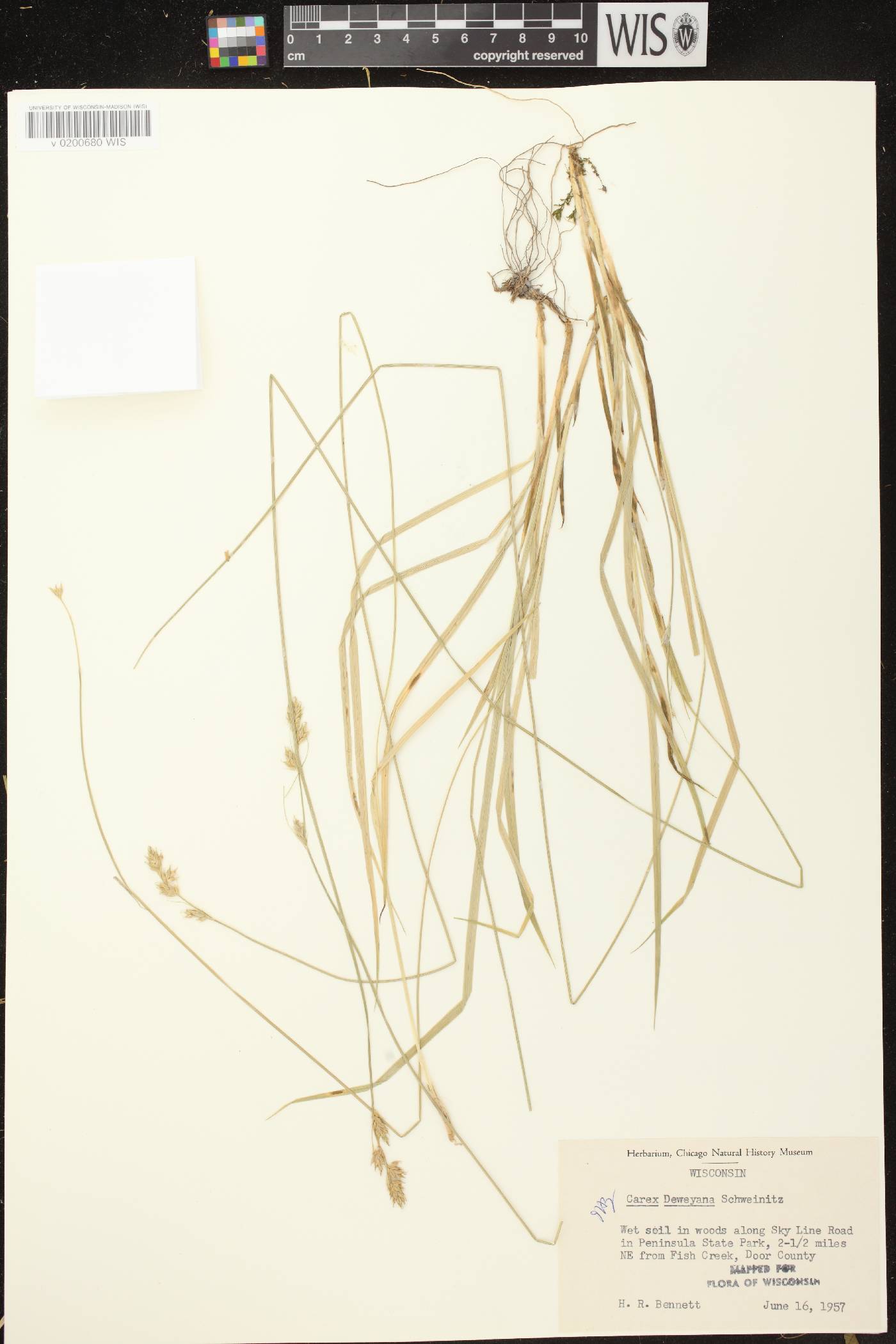 Carex deweyana image