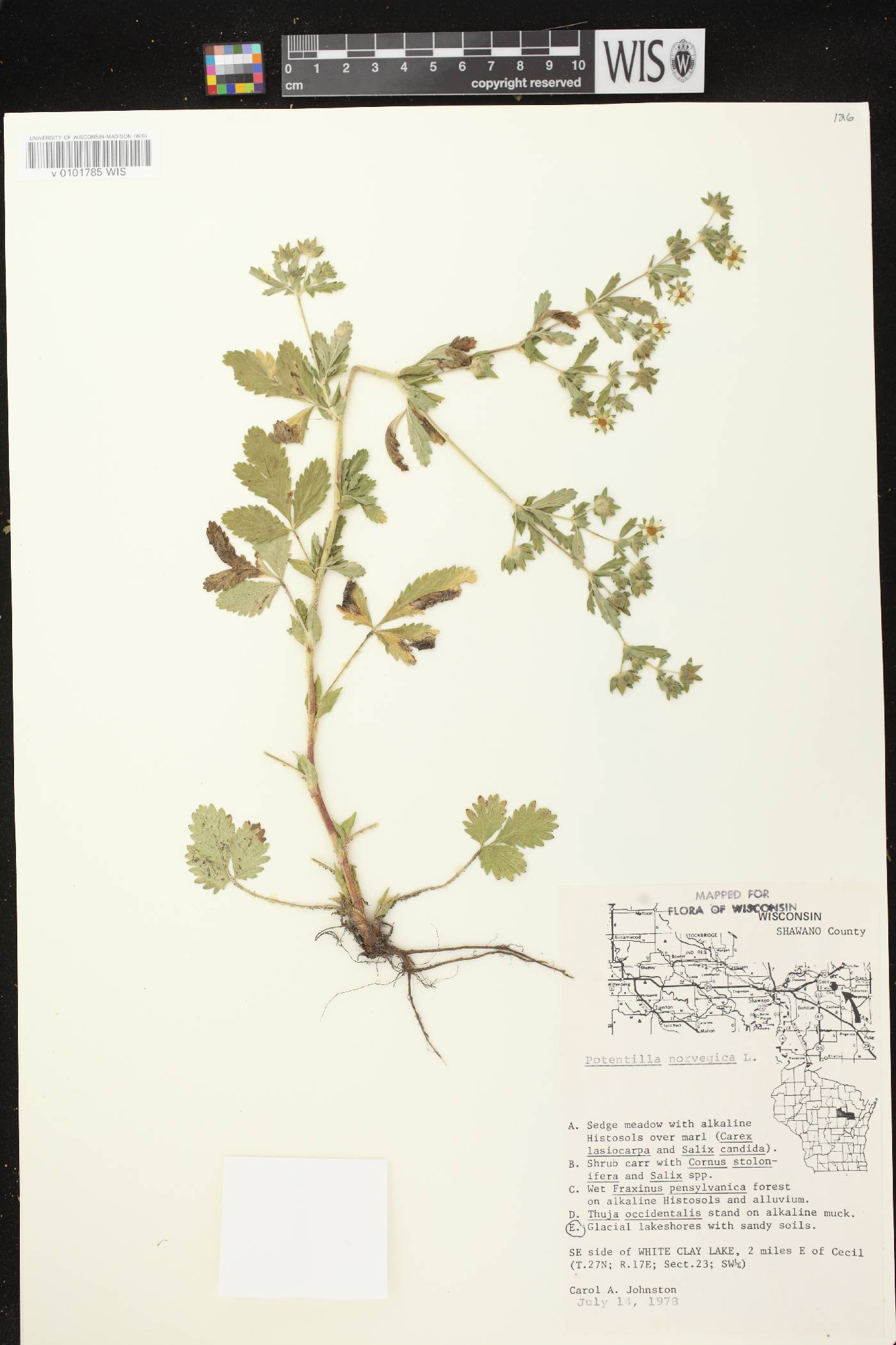 Potentilla norvegica image