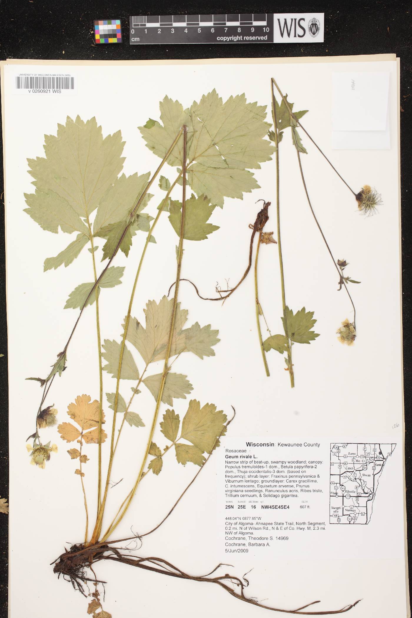 Geum rivale image
