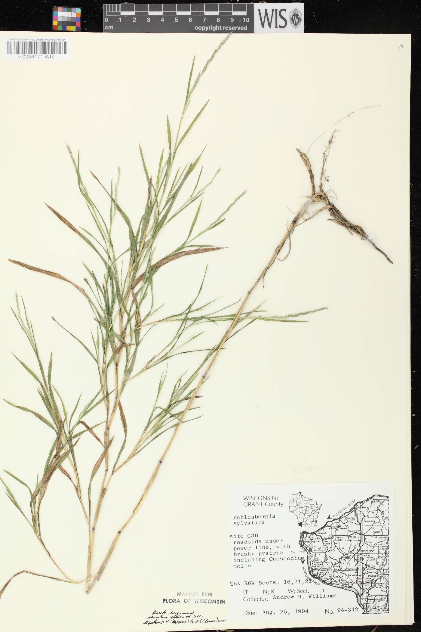 Muhlenbergia sylvatica image