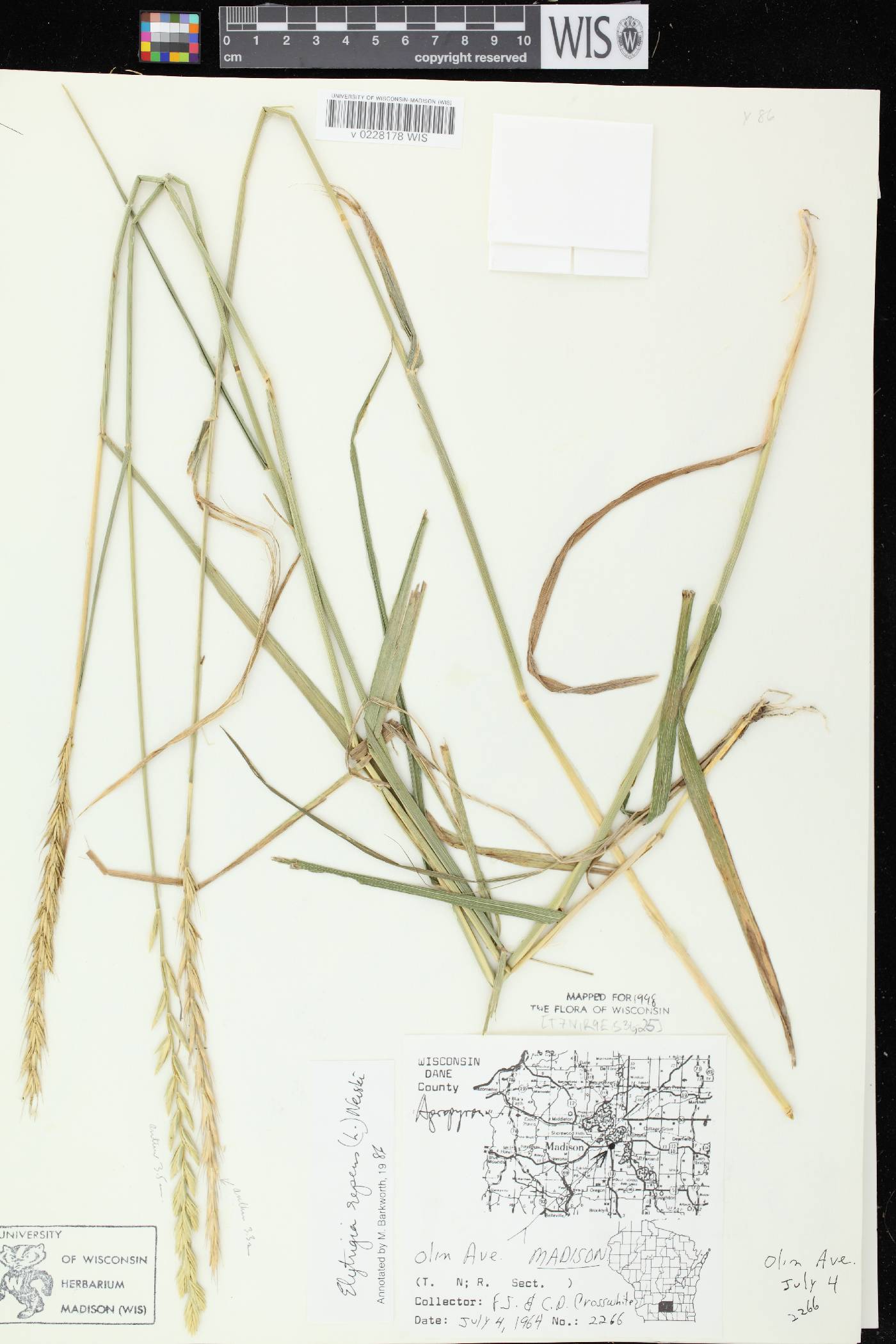 Elymus repens image