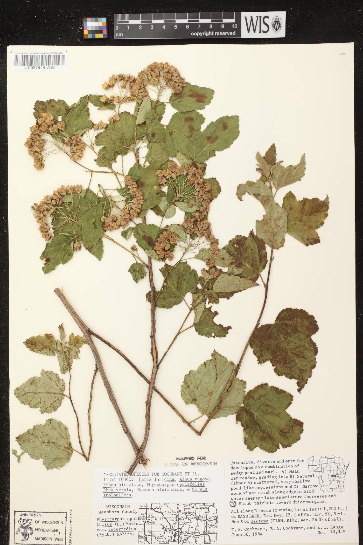 Physocarpus intermedius image