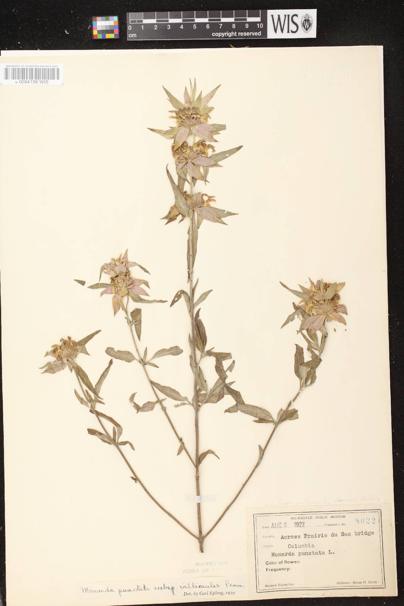 Monarda punctata var. villicaulis image