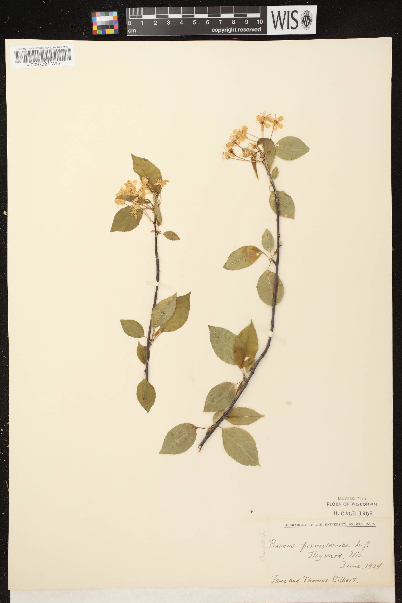 Prunus pensylvanica image