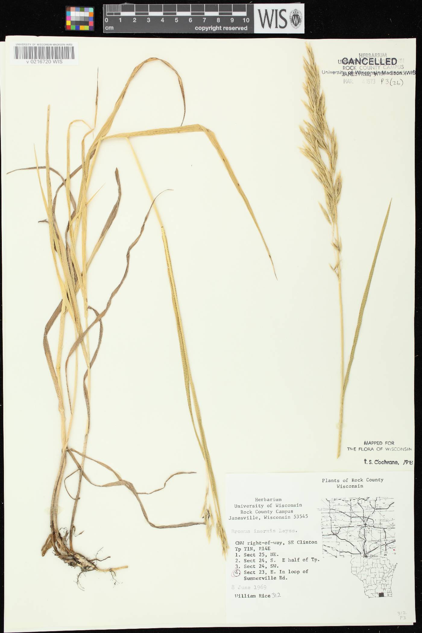 Bromus inermis image