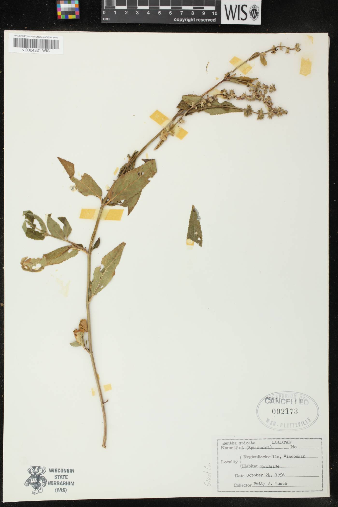 Mentha spicata image