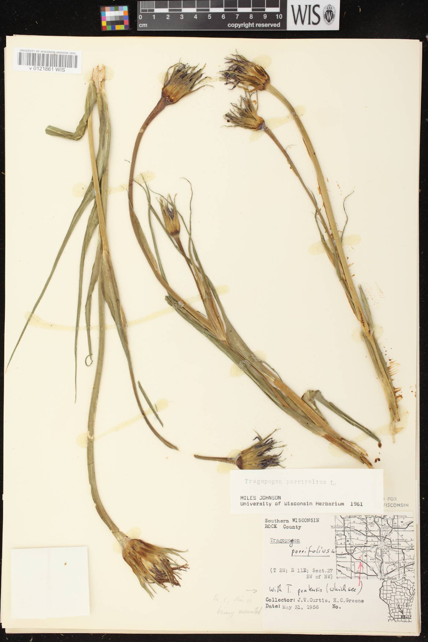Tragopogon porrifolius image