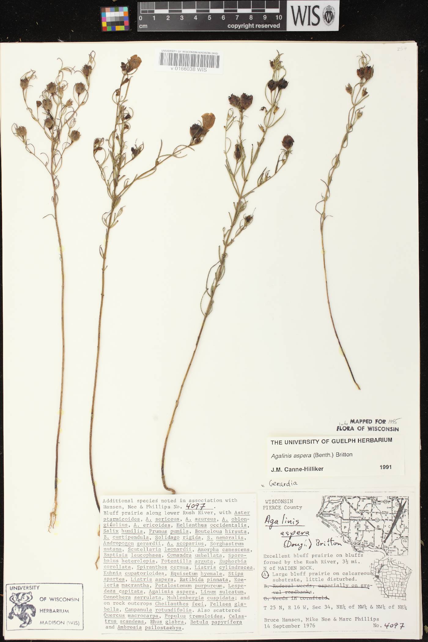 Agalinis aspera image