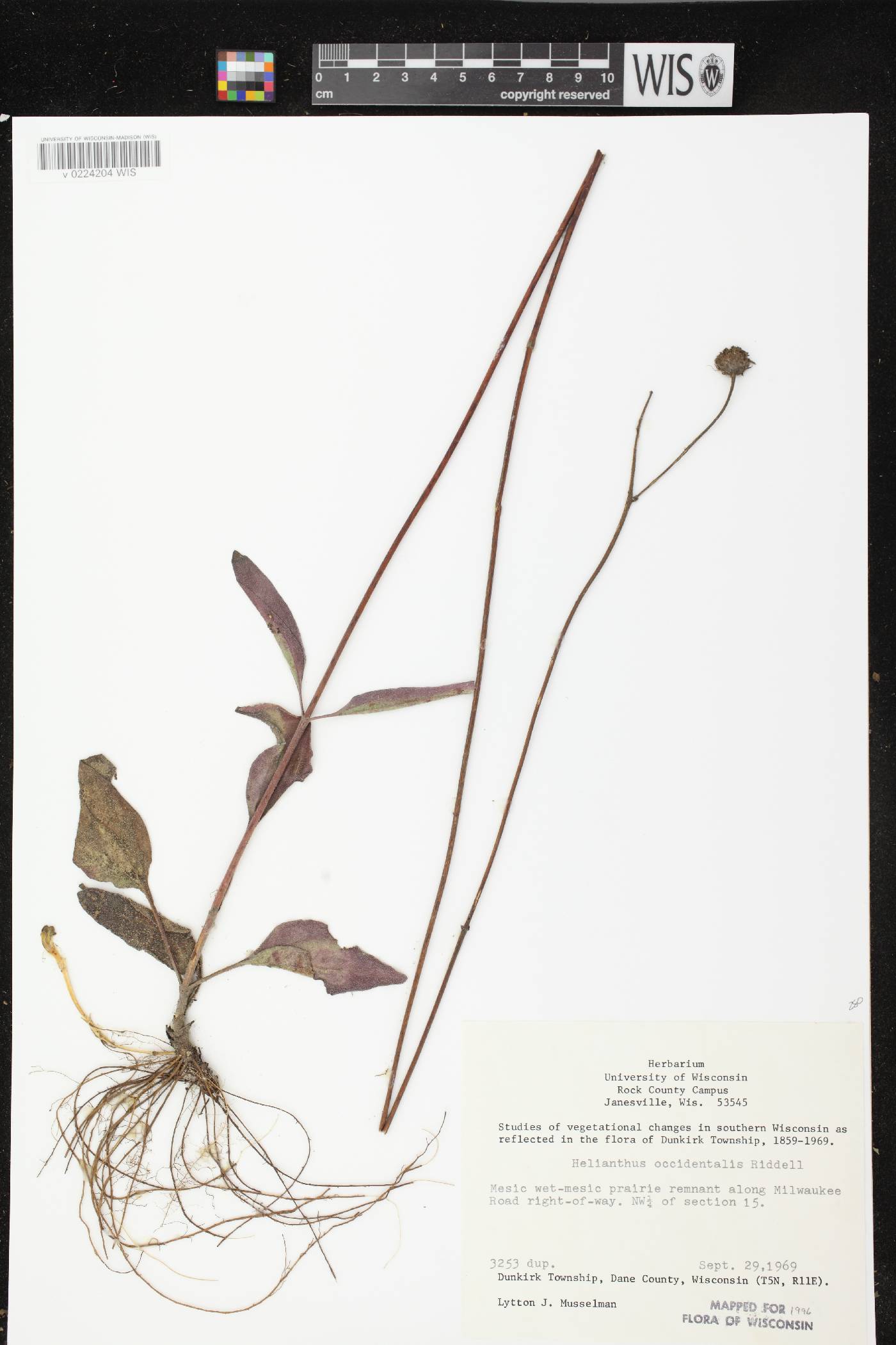Helianthus occidentalis subsp. occidentalis image