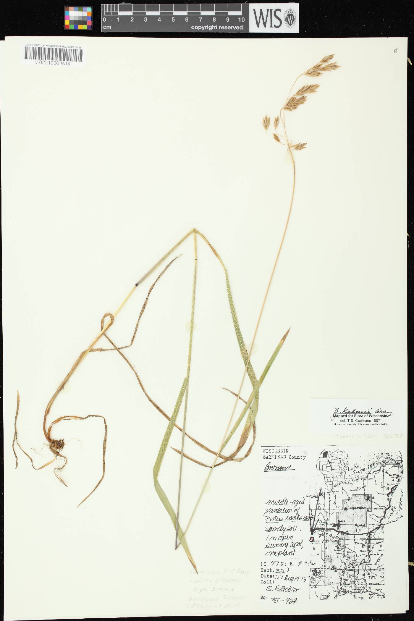 Bromus kalmii image