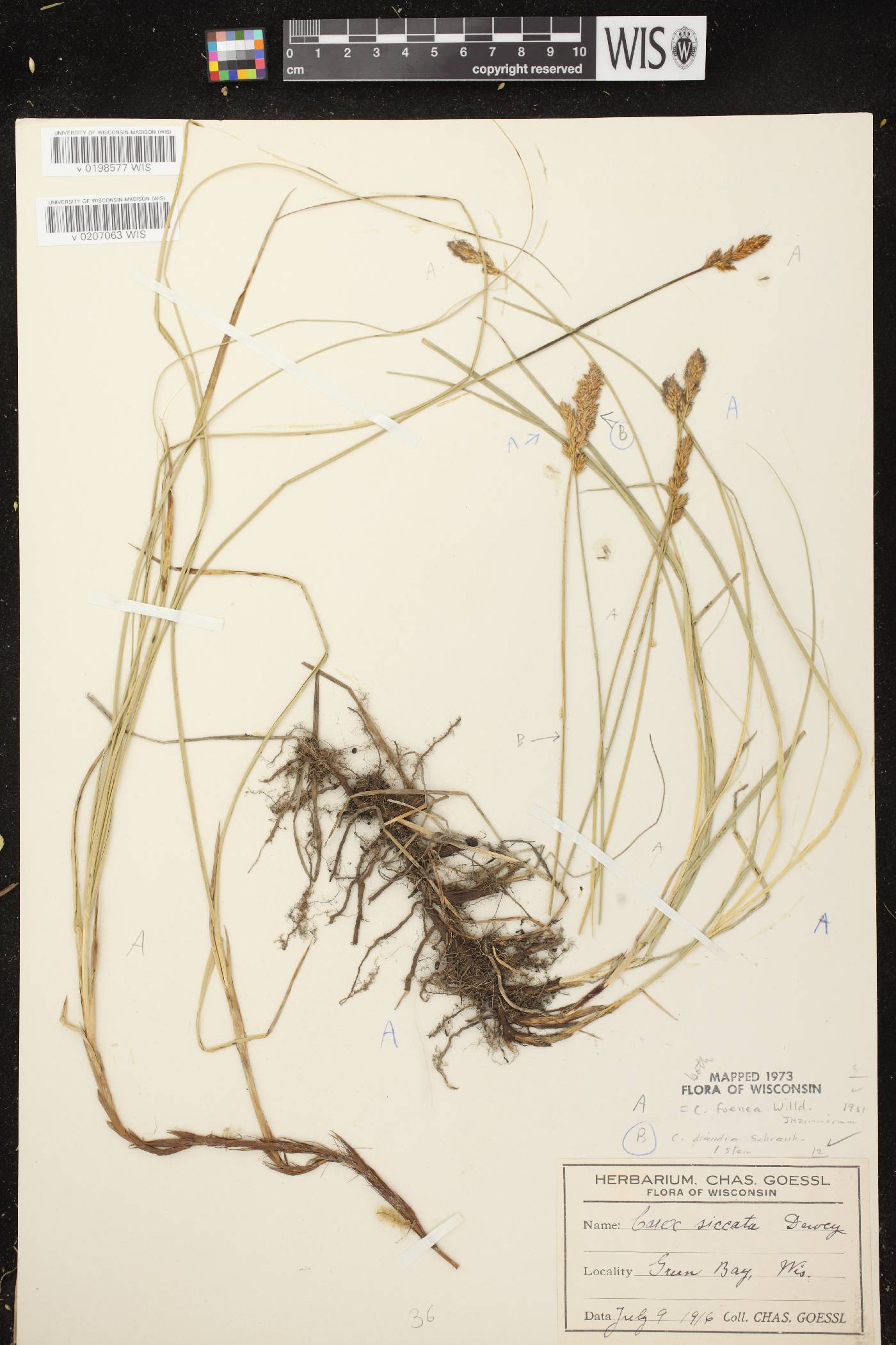 Carex siccata image
