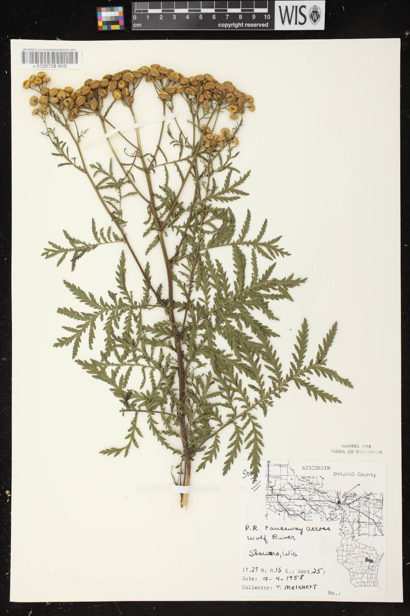 Tanacetum vulgare image