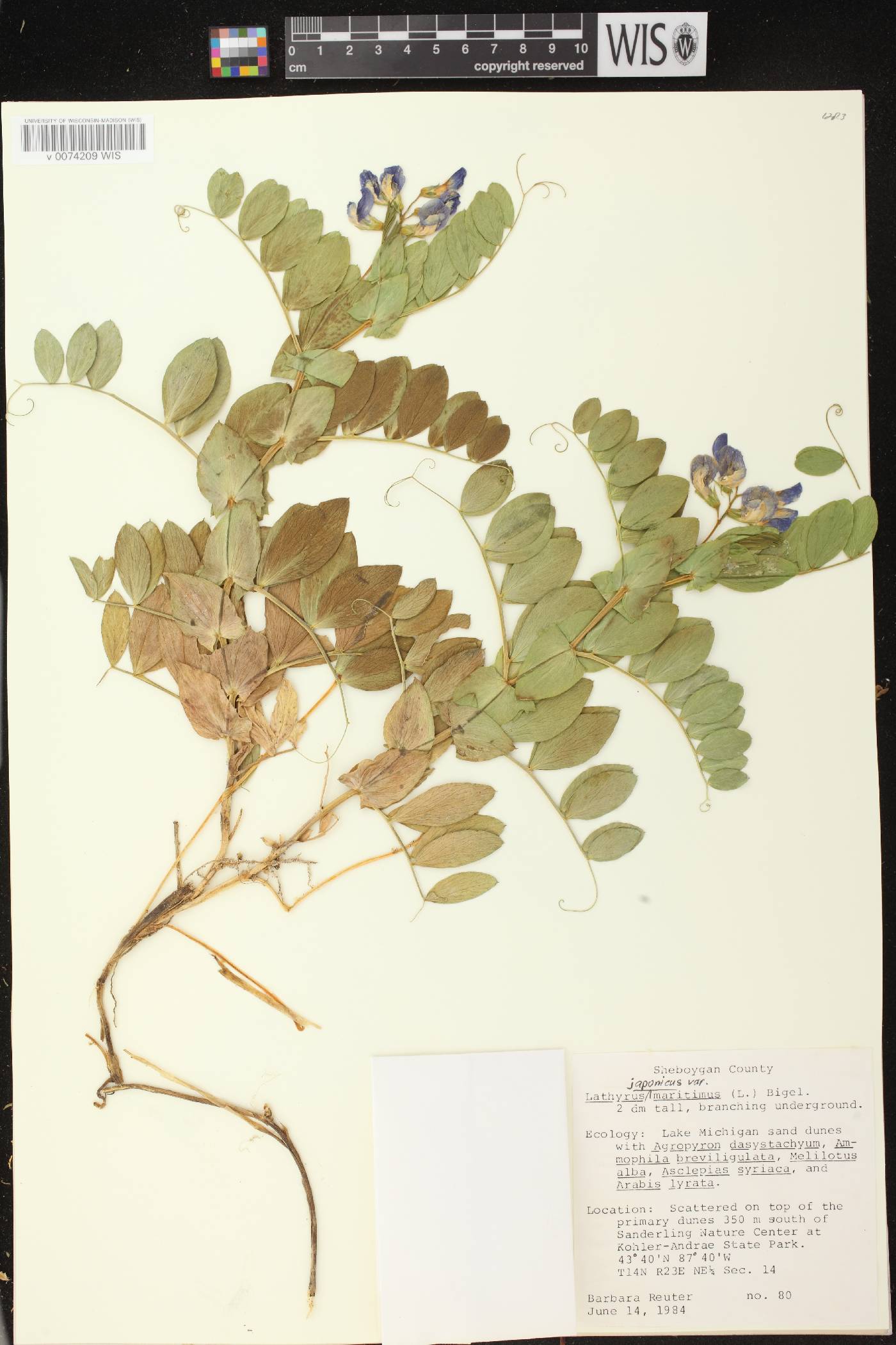 Lathyrus japonicus image