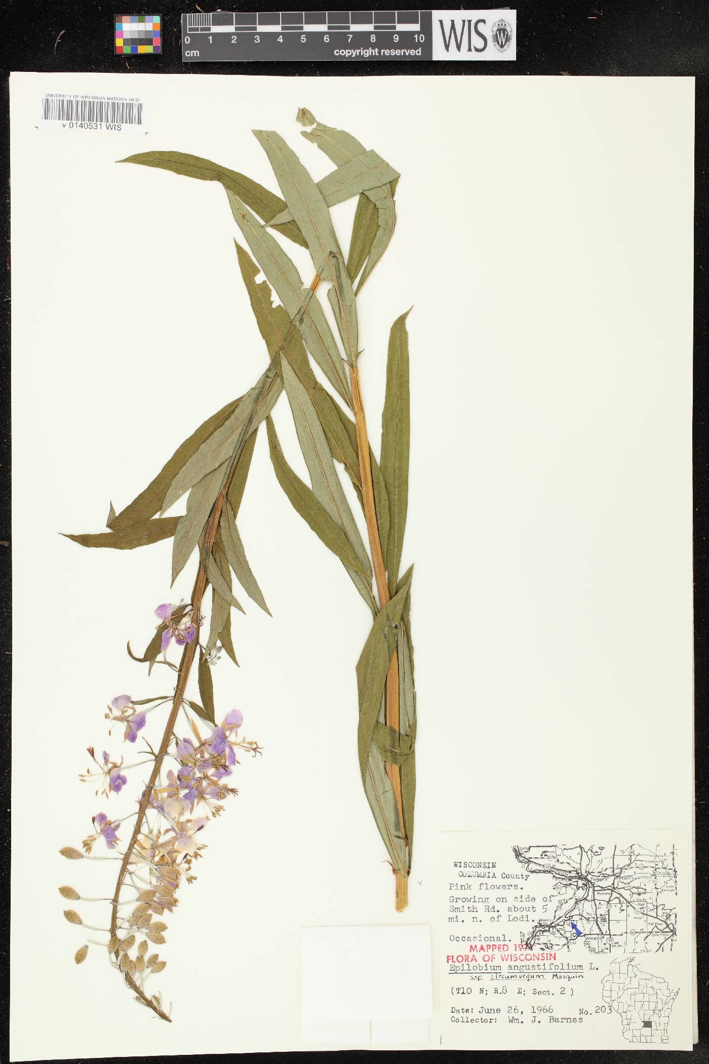 Chamerion angustifolium subsp. circumvagum image