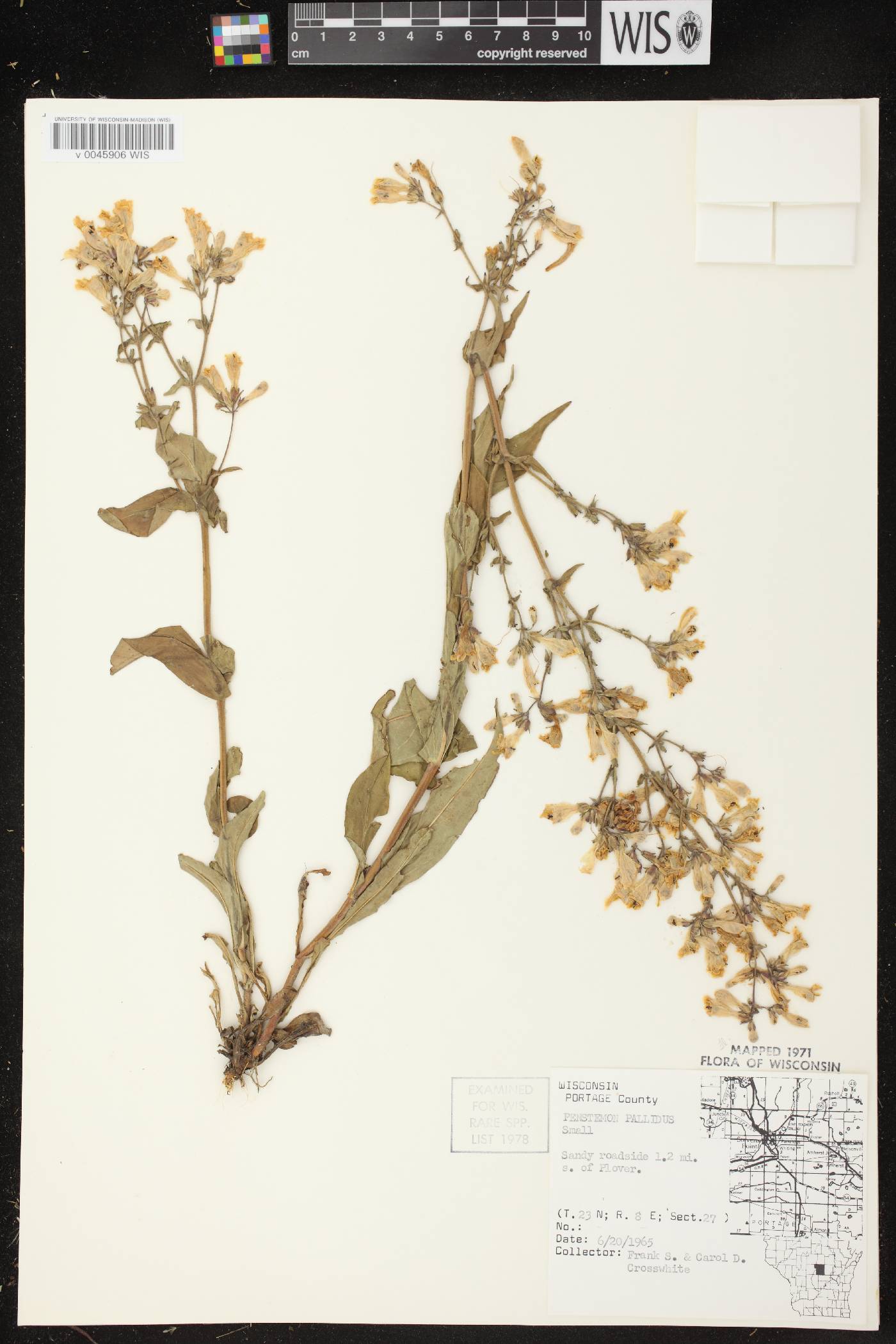 Penstemon pallidus image