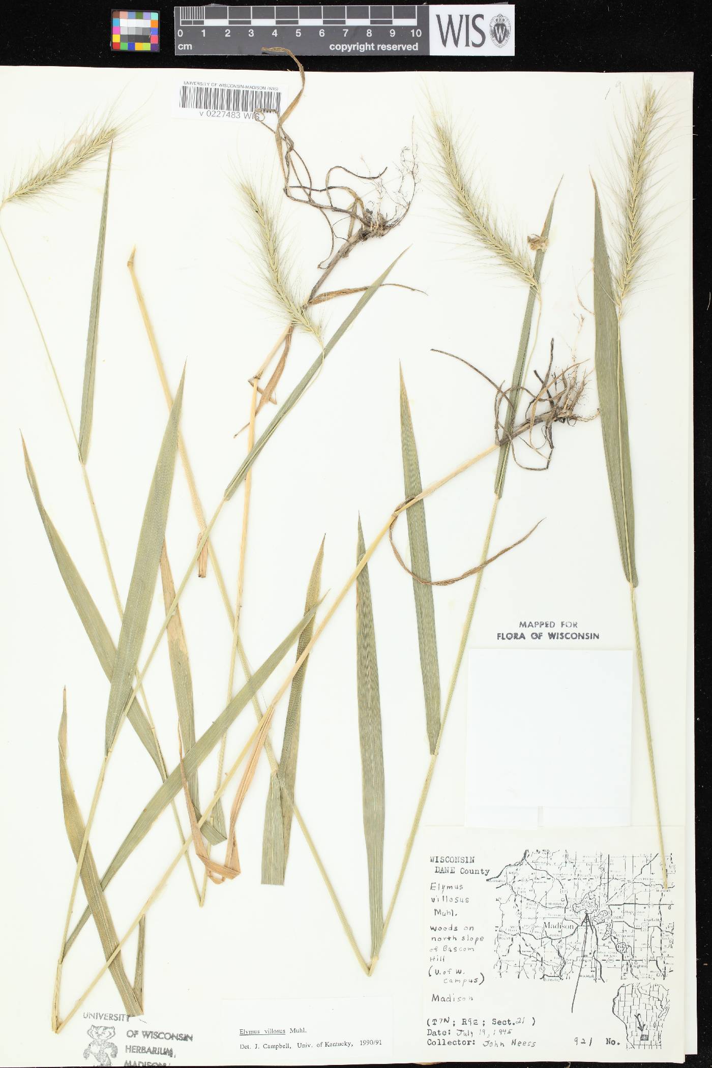 Elymus villosus var. villosus image