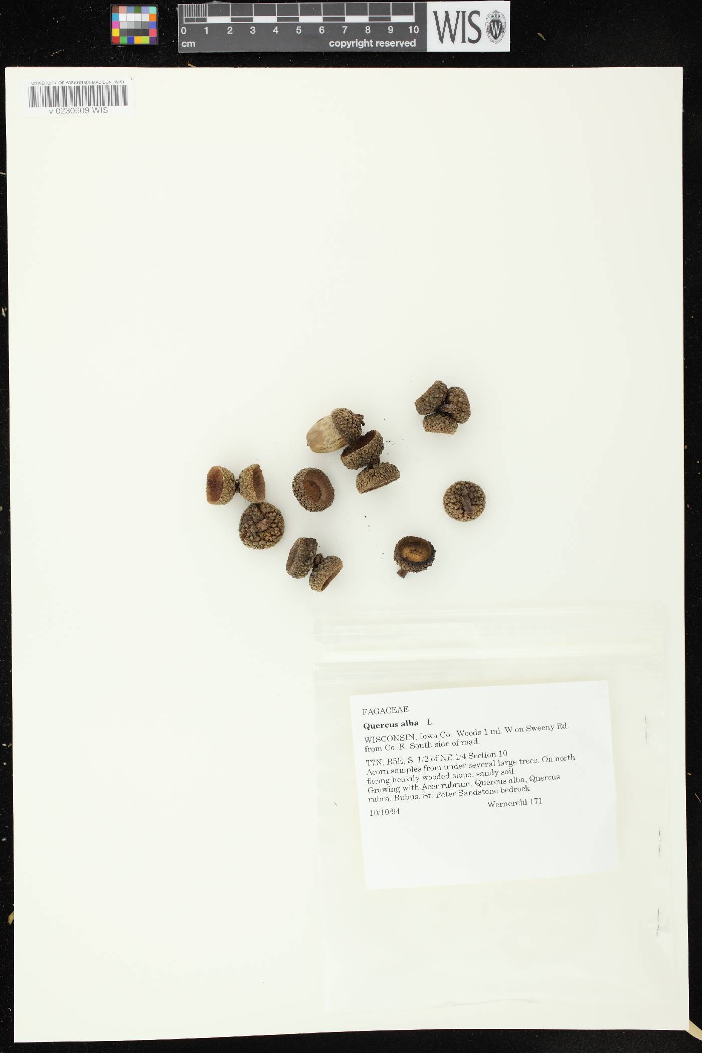 Quercus alba image