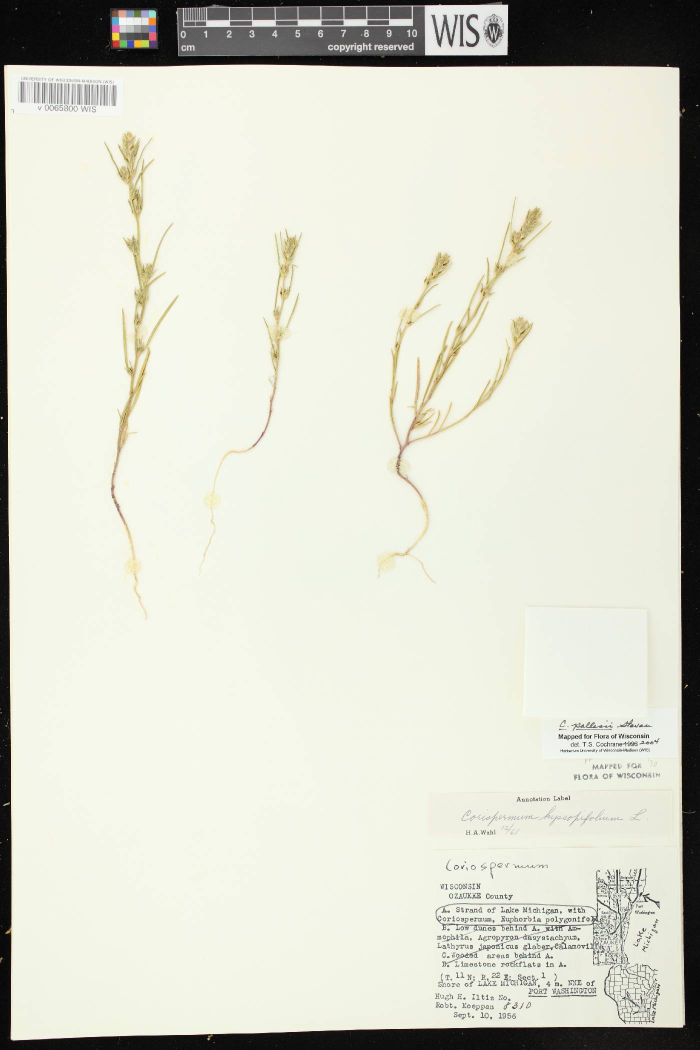 Corispermum pallasii image