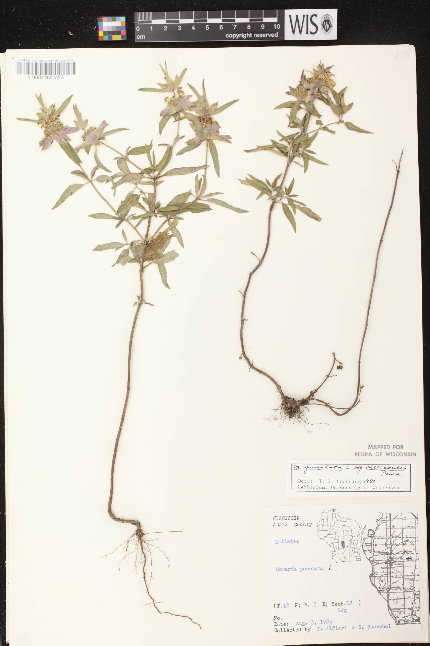 Monarda punctata var. villicaulis image