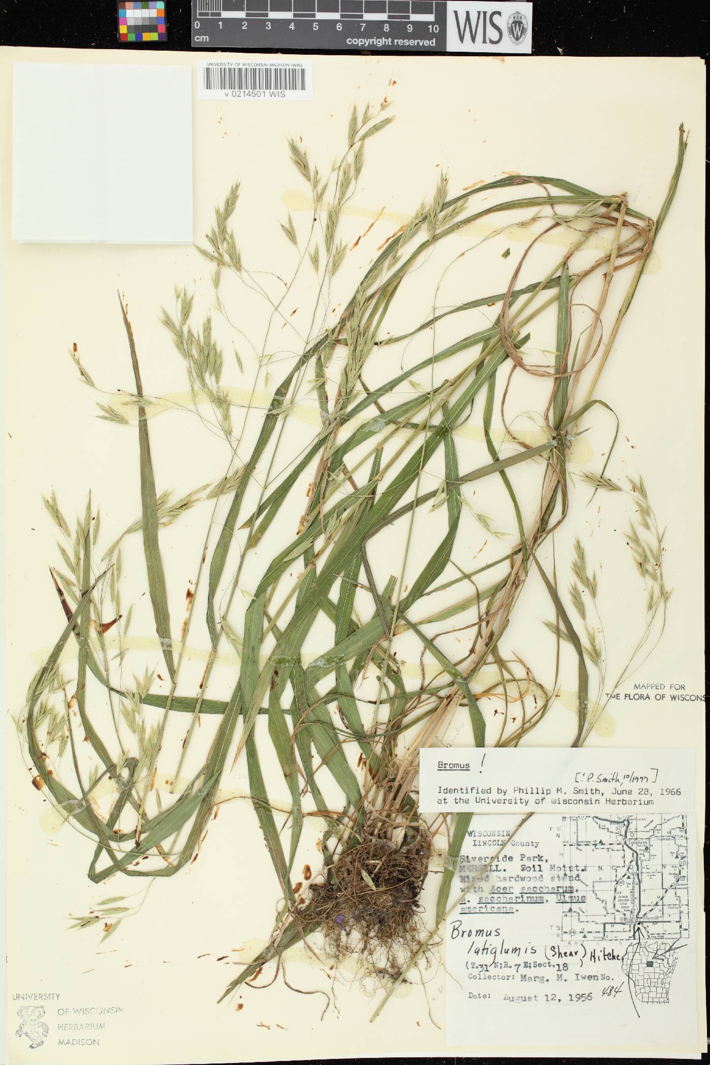 Bromus latiglumis image