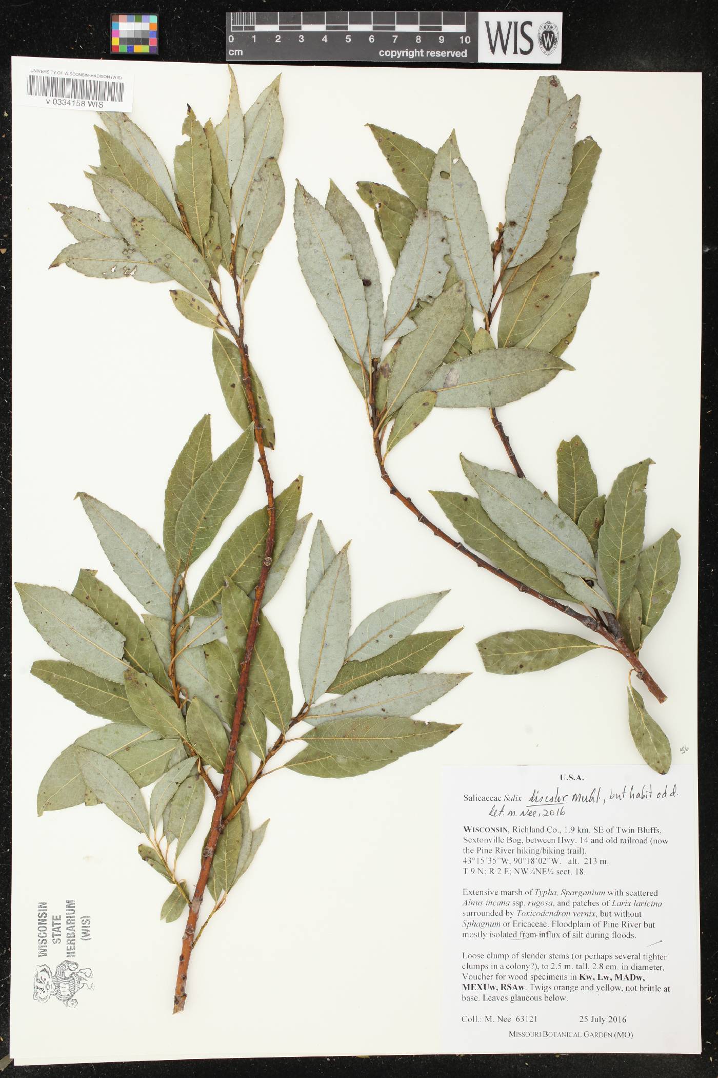 Salix discolor image