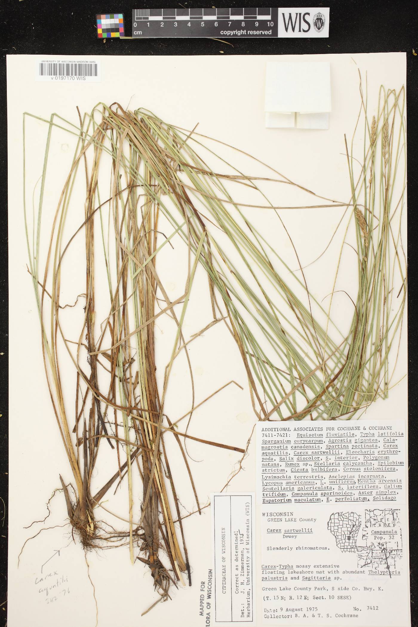 Carex sartwellii image