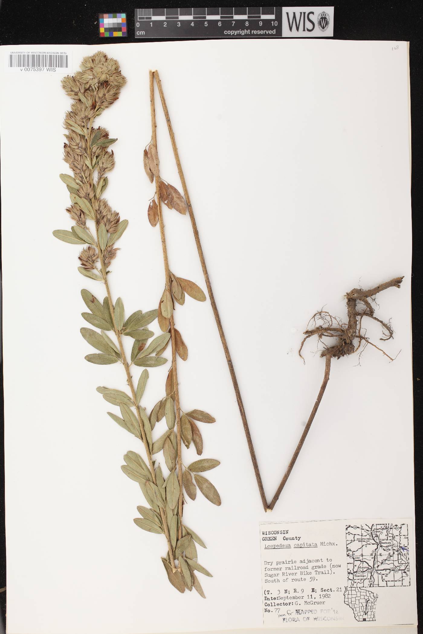 Lespedeza capitata image