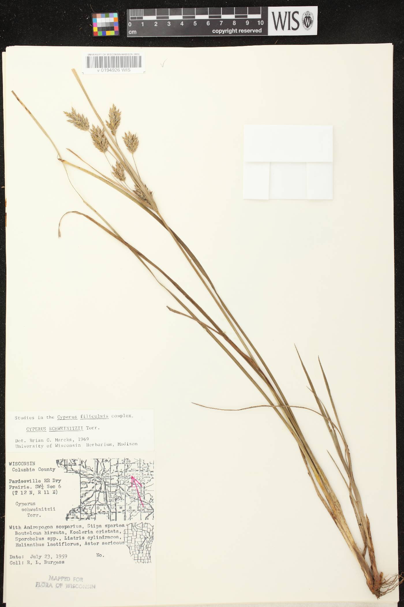 Cyperus schweinitzii image
