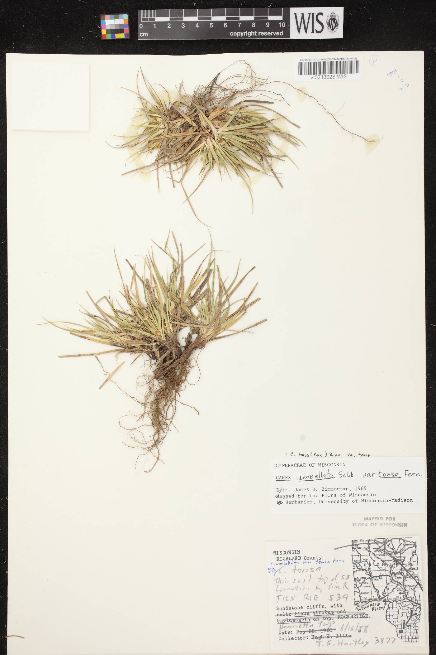 Carex tonsa var. tonsa image