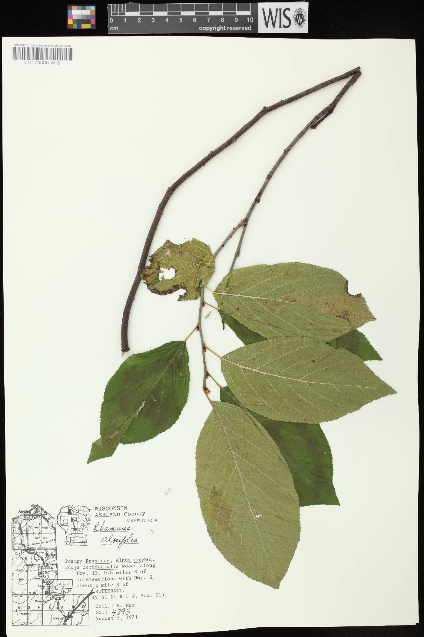 Rhamnus alnifolia image