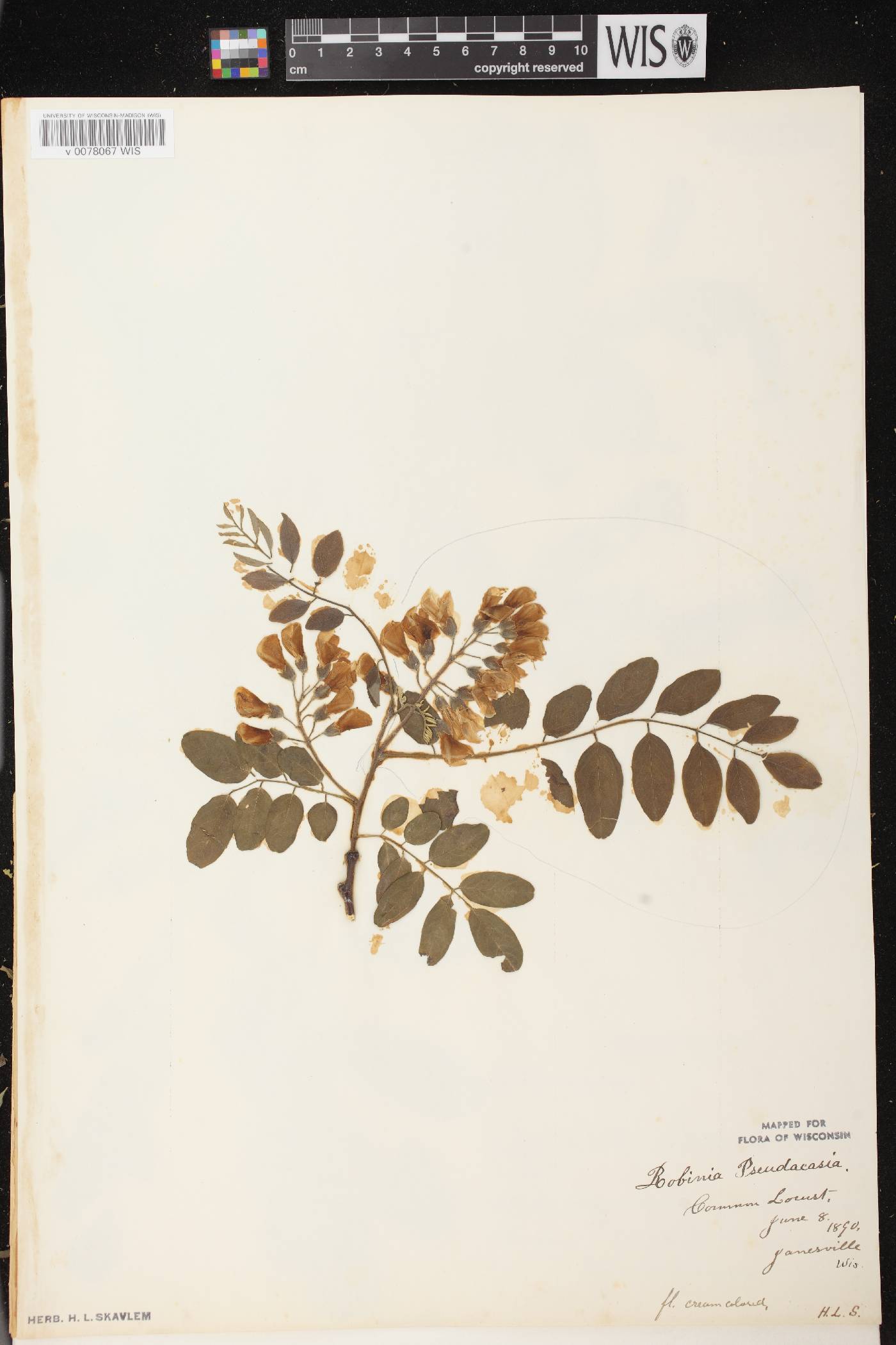 Robinia pseudoacacia image