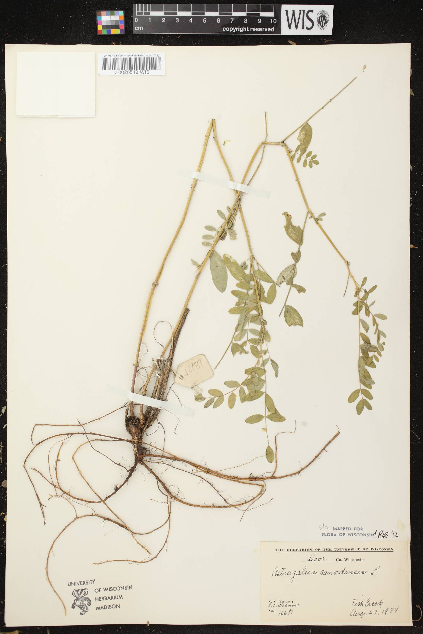 Astragalus canadensis var. canadensis image