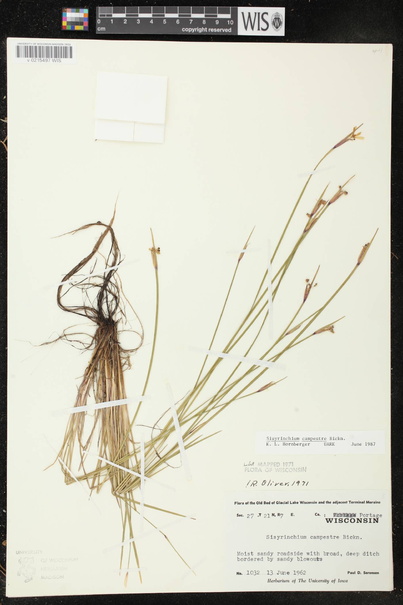 Sisyrinchium campestre image