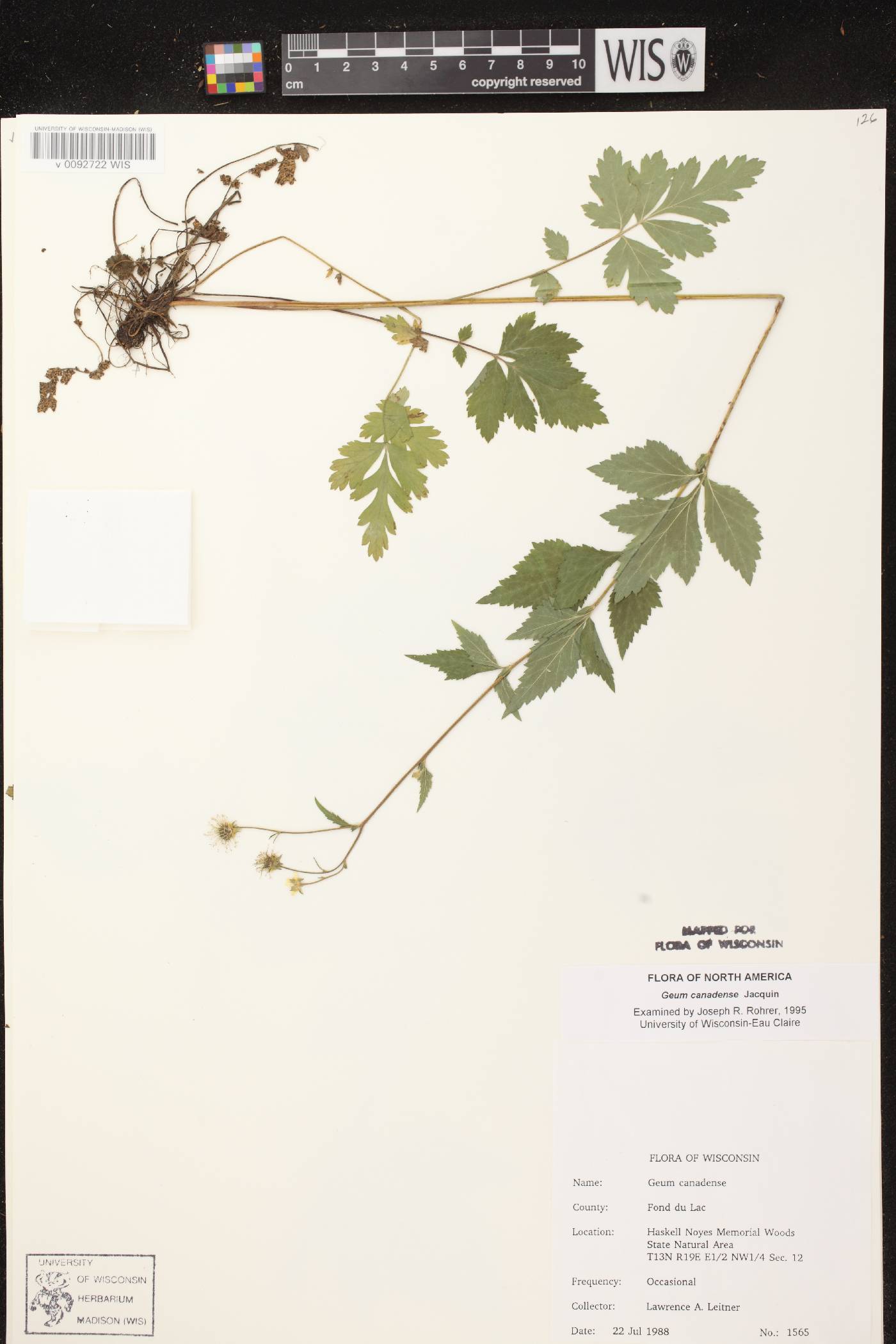 Geum canadense image