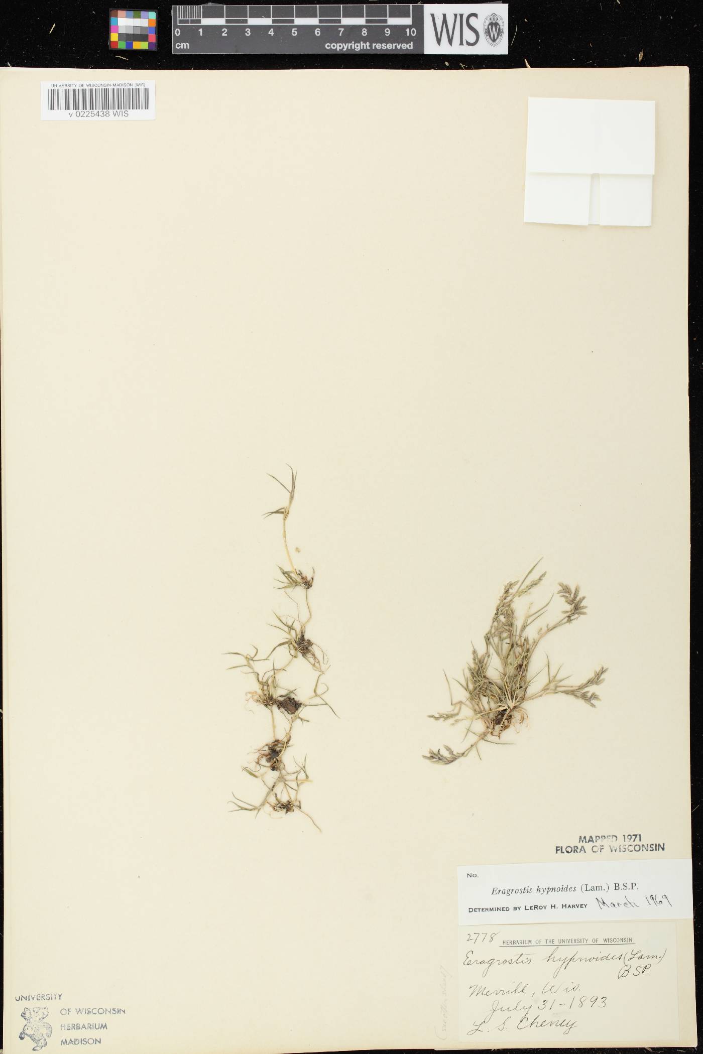 Eragrostis hypnoides image