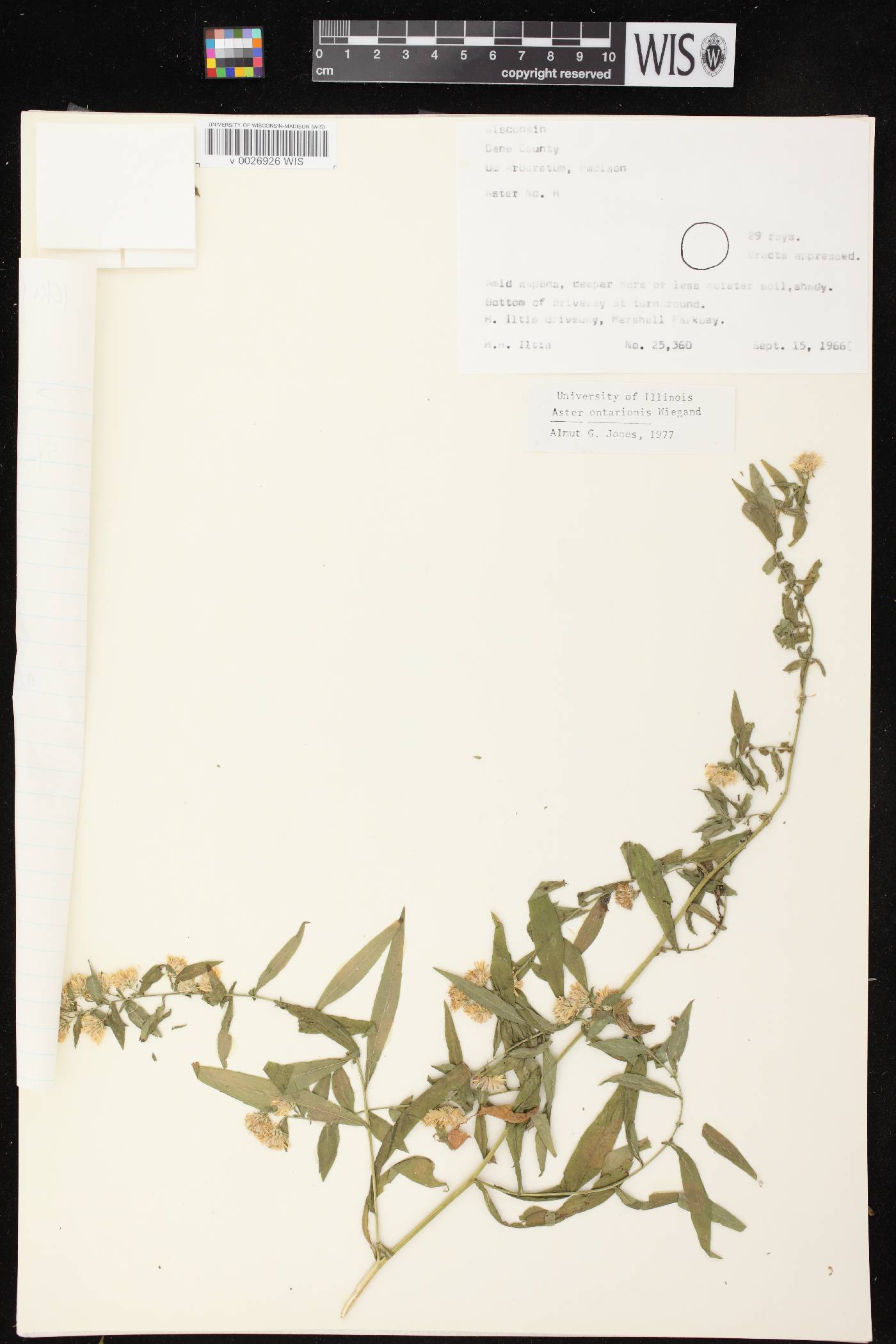 Symphyotrichum ontarionis image