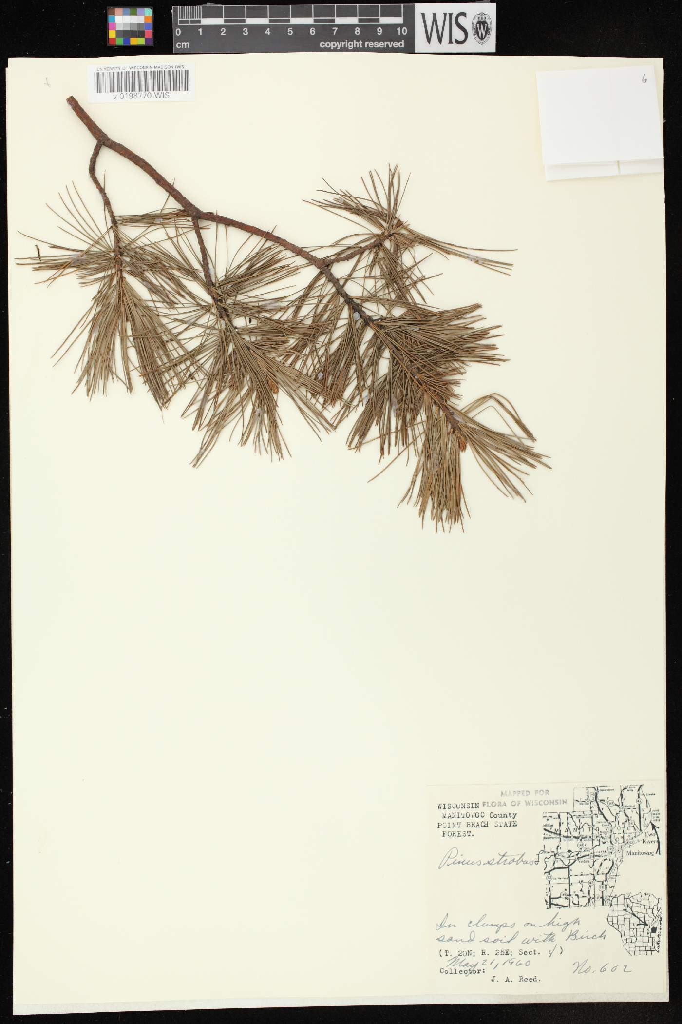 Pinus strobus image