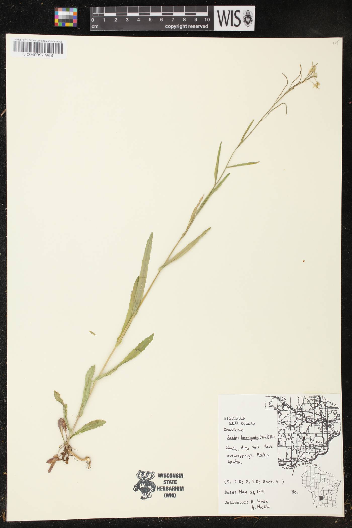 Boechera laevigata image