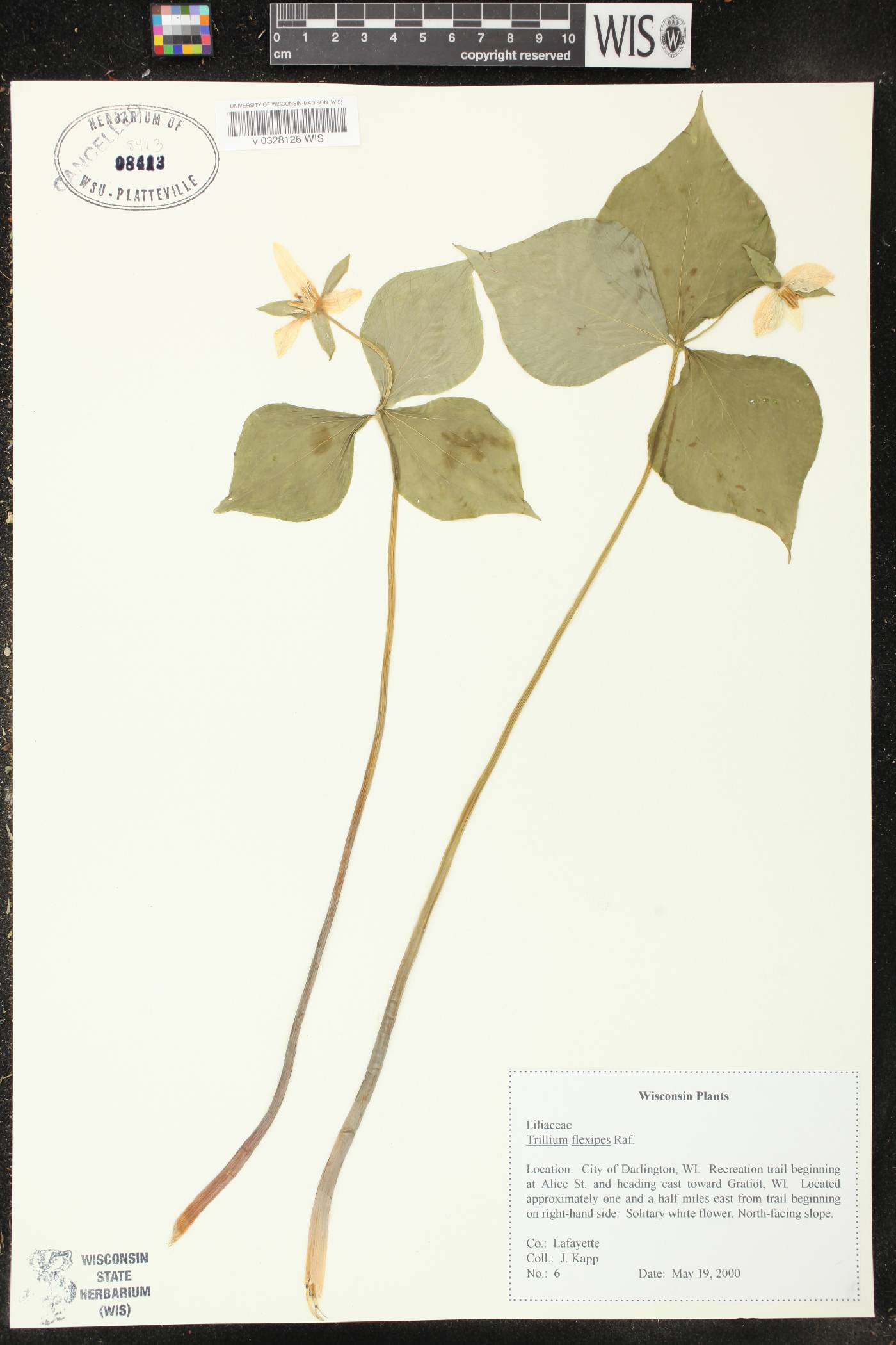 Trillium flexipes image