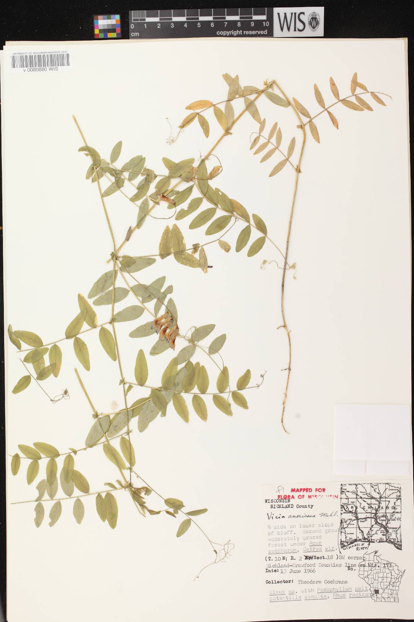 Vicia americana image
