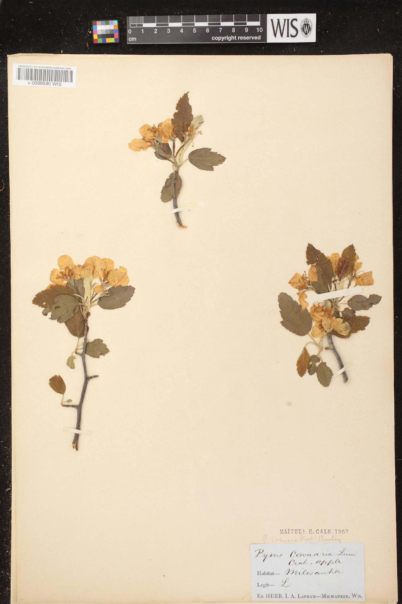 Malus ioensis image