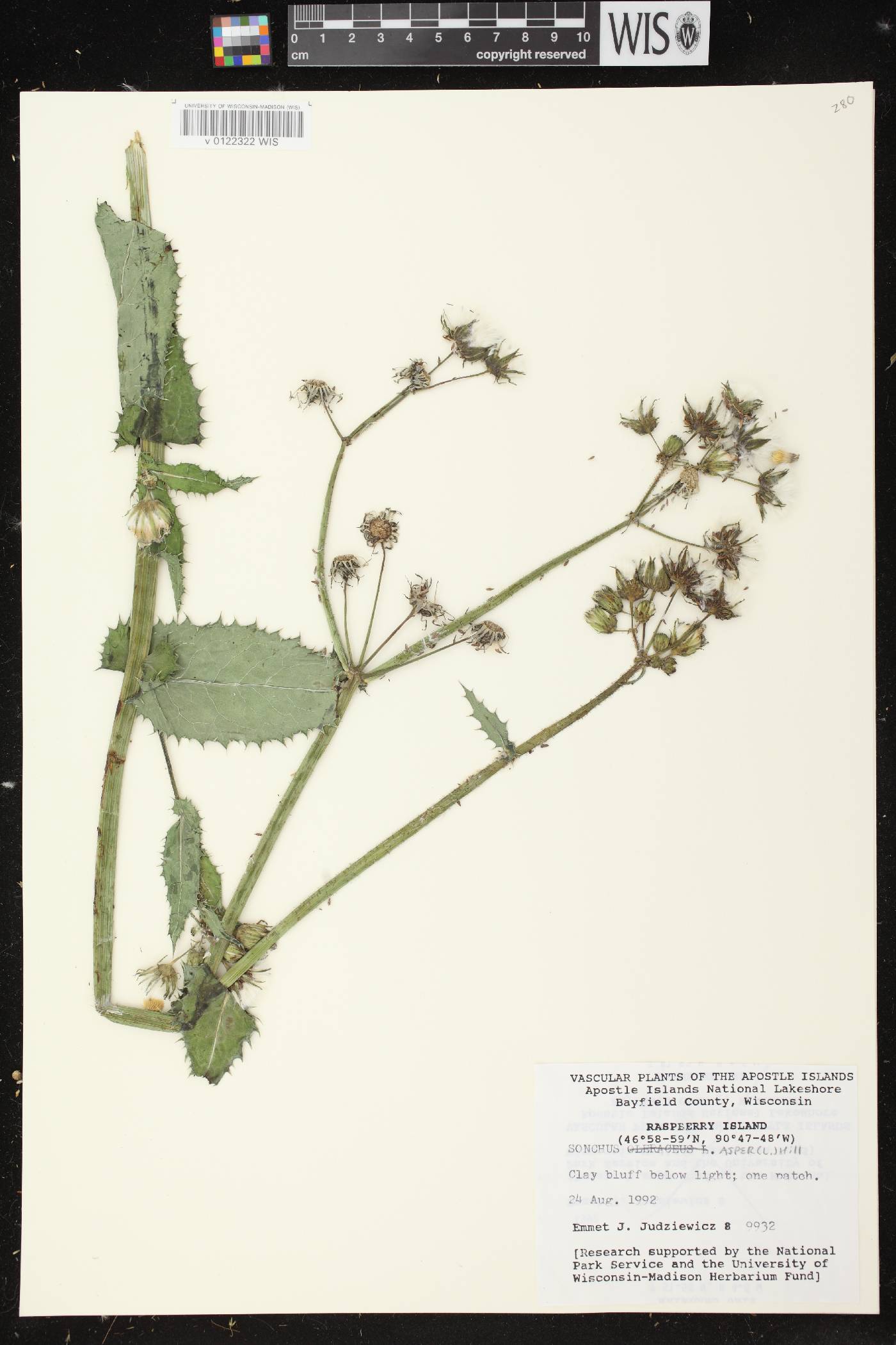 Sonchus asper image